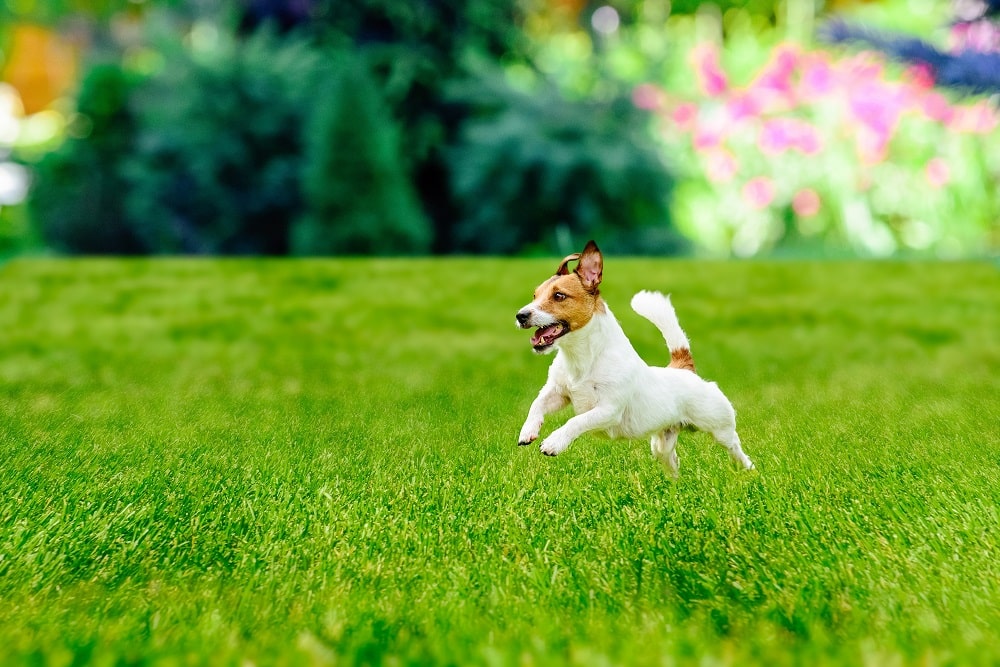 Dog on Nice Lawn