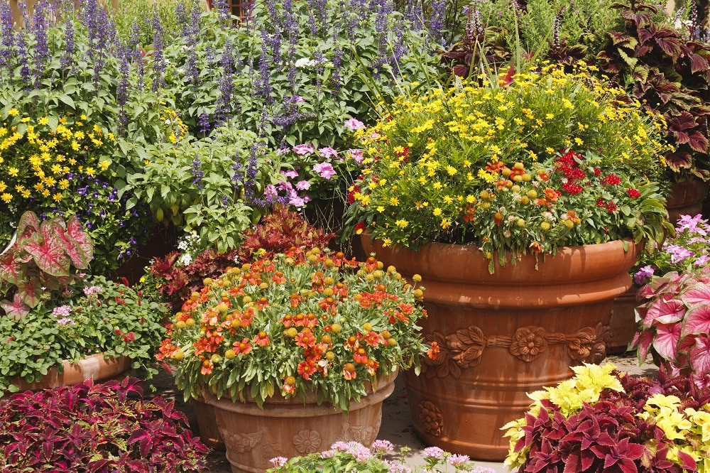 Container garden
